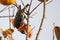 starling feasting on persimmons on a tree