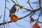 starling feasting on persimmons on a tree in autumn