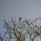 Starling in flight past tree