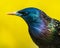 Starling and Forsythia