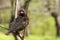 Starling with grass in its beak to build a nest.A bird with dark plumage sits on a branch in the wild. Starling builds a nest in