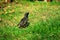 Starling looking for food in the grass