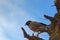 Starling myna (Acridotheres tristis) sits on the trunk