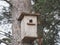 Starling near the birdhouse. Artificial bird& x27;s nest