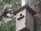 Starling near the birdhouse. Artificial bird\'s nest