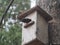 Starling near the birdhouse. Artificial bird& x27;s nest