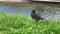 Starling nervously hovers in place on lawn and chirps on shore of pond