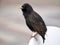 Starling Perched on a Chair