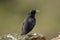 Starling perches on a rock in the field