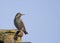 Starling on the roof