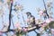 Starling sings on a blossoming spring apple tree