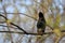 Starling sings the song, sitting on the branches. Springtime