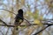 Starling sings the song, sitting on the branches. Springtime