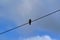 Starling sits on an electric wire against a cloudy sky