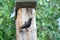 Starling sits on a perch near the birdhouse