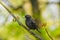 Starling sits on a tree branch. green background, close-up