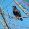 Starling sitting on tree branches on clear blue sky background