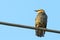 Starling sitting on a wire at sunset. Golden light