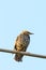 Starling sitting on a wire at sunset. Golden light