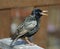 Starling soaking up the spring sunshine