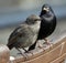 Starling soaking up the spring sunshine