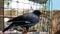 starling in a spacious cage