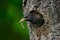 Starling spring nesting in tree nest hole. European Starling, Sturnus vulgaris, dark bird in beautiful plumage with food, animal