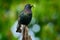 Starling spring nesting in tree nest hole. European Starling, Sturnus vulgaris, dark bird in beautiful plumage with food, animal