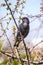 Starling spring sitting on a branch