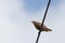 Starling standing on electric wire