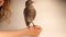 Starling standing on the hand of a girl. bird isolated on white background