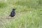 Starling (Sturnus vulgaris)