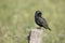 Starling, Sturnus vulgaris. Common bird in large flocks