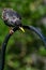 Starling Sturnus vulgaris focused on suet and mealworm food in the bird feeder