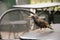 A starling on the table in a cafe