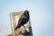 Starling on a television aerial with a pellet