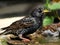 Starling washing in urban house garden bird bath,.