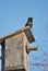 The starling who has occupied a birdhouse waiting for a couple