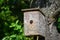 Starling young bird in the nestbox