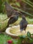 Starlings on a bird bath