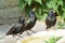 Starlings on a bird bath