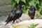 Starlings on a bird bath