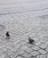 Starlings, couple of starlings in the city center