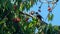 The starlings eat the harvest of sweet cherry. An adult starling feeds a chick