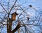 Starlings family flying around a birdhouse on a tree in front of blue sky. Early spring morning photo.