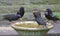 Starlings feeding on a bird bath