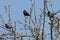 starlings flew to the tree