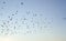 Starlings flying at dusk