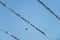 Starlings gather on a power line