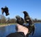 Starlings and hand feeding.